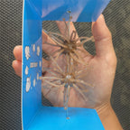 Lure bait, sea urchin float, soft bait, water gall ball, black pit, wild fishing, competitive fishing, sea bass, mandarin fish,
